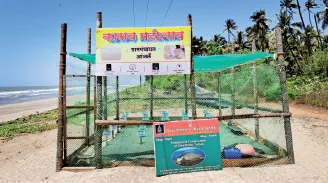 दापोलीत कासवाची १३ हजार अंडी संरक्षित 13,000 turtle eggs protected in Dapoli