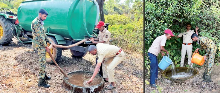 वन्यप्राण्यांची ‘तृष्णा’ शमवण्यासाठी झटतोय वनविभाग Forest Department is working hard to quench the 'thirst' of wild animals