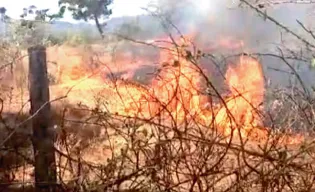 Cashew orchard catches fire in Bhambed