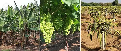 Subsidy for cultivation of banana, grape, bamboo from Rohyo