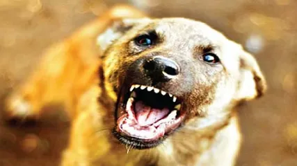 Two people die of rabies in two months in Belgaum district