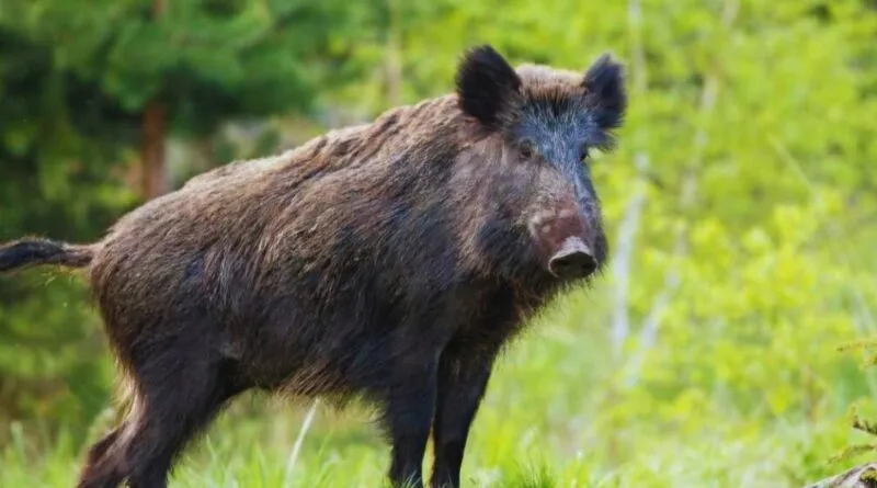 Wild boar hunt in Borghar, two arrested