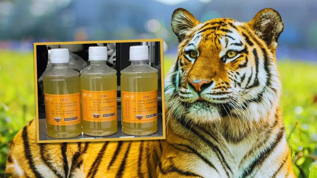China is making money by selling tiger urine
