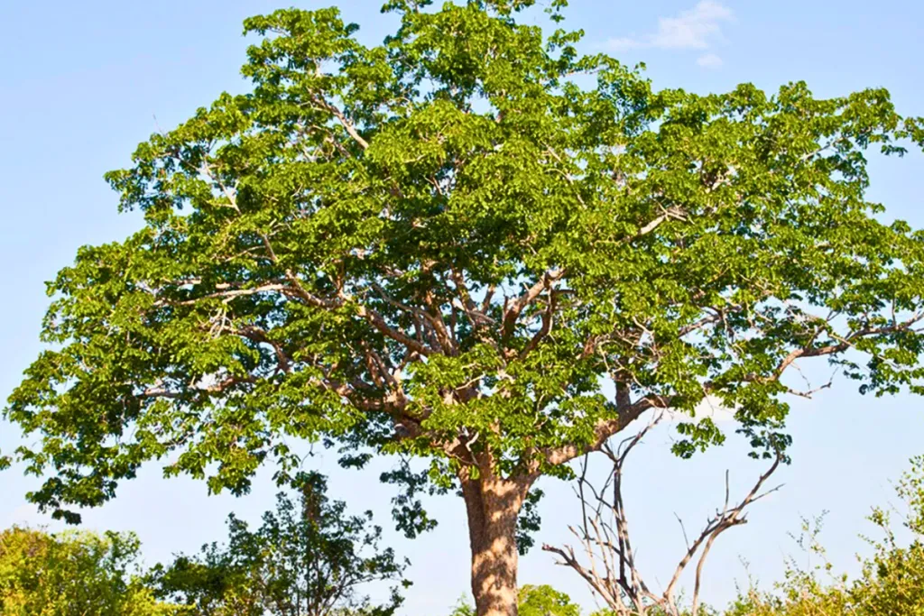 3 lakh 82 thousand 817 trees in Kalsavali