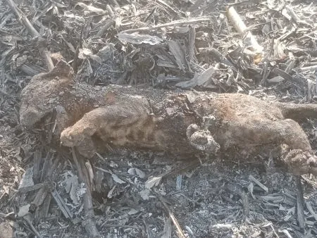 नागाव येथे उसाच्या फडाच्या आगीत होरपळून बिबट्याचा पिलाचा मृत्यू! Leopard Cub Dies in Sugarcane Fire at Nagav