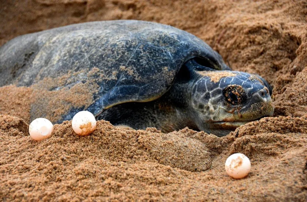 48,701 Olive Ridley eggs preserved in 448 nests