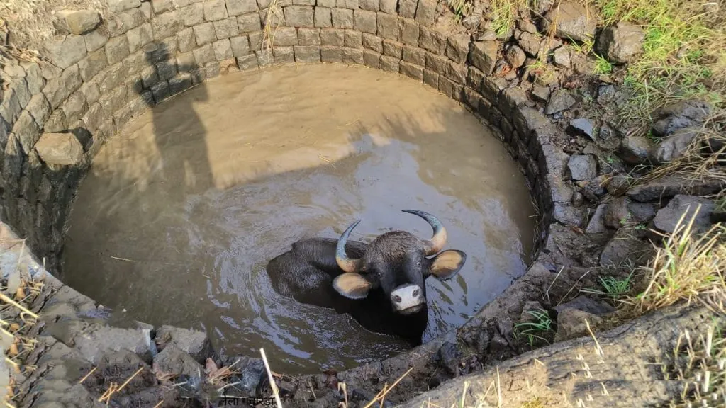 Lifesaving for cow that fell into well in Agvet
