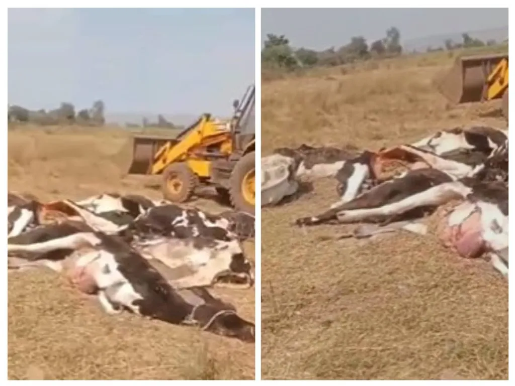 18 Cows Die of Poisoning in Walivade Shed Project