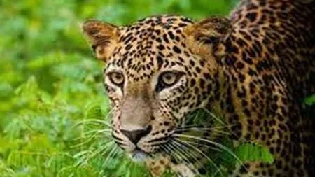 सिंधुदुर्गात बिबट्यांनी गाठली शंभरी !