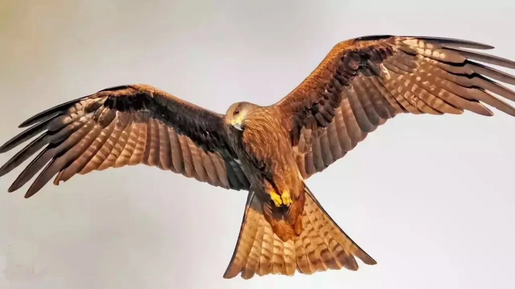 Firehawk raptor bird