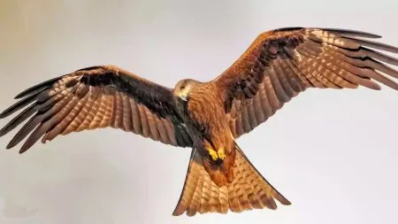 Firehawk raptor bird