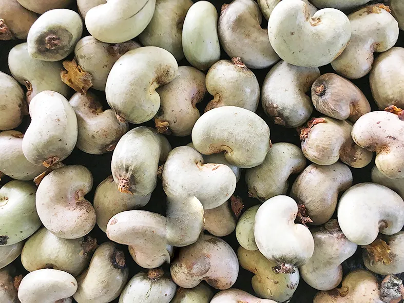 गोव्याप्रमाणे काजूला आधारभूत दर जाहीर करा Announce a base rate for cashews like in Goa