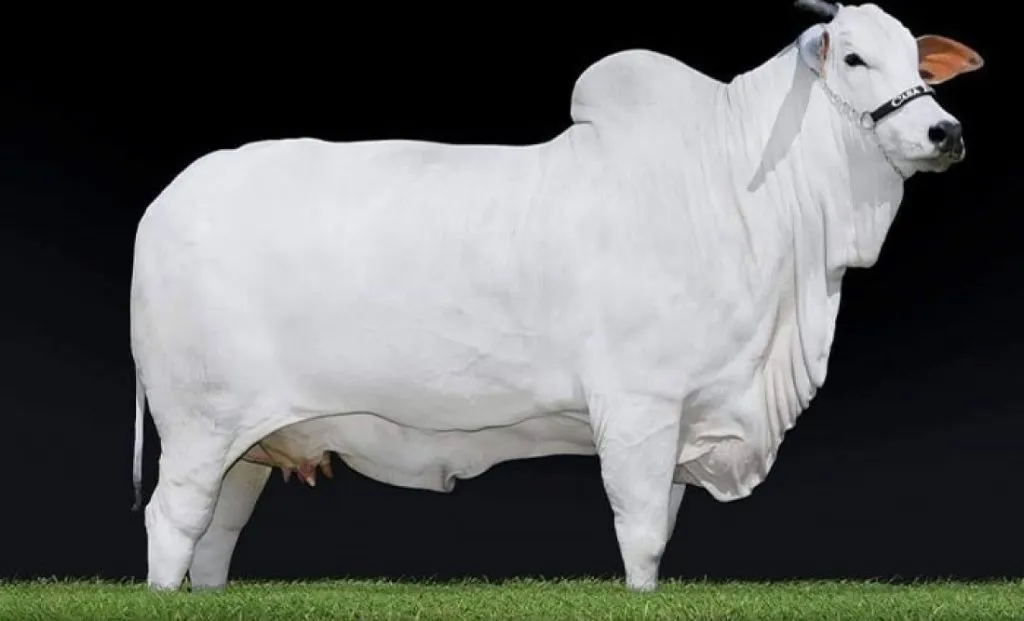 सर्वात महाग गाय The most expensive cow