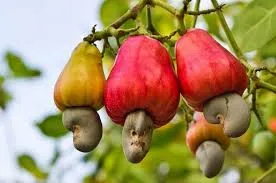 काजू बी उत्पादकांना 10 रुपये अनुदान Rs 10 subsidy to cashew seed producers