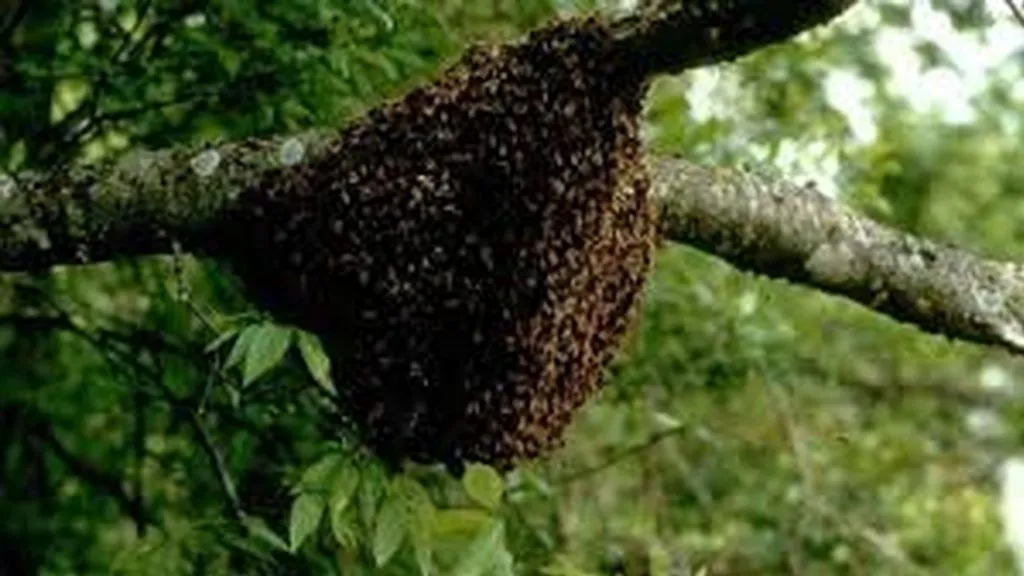 दोडामार्गात वनकर्मचाऱ्यांवर गांधील माशांचा हल्ला