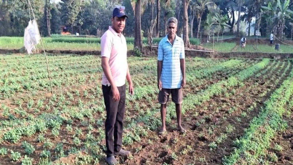 न्हावेलीत गव्या रेड्यांचा उच्छाद ; शेतीचे नुकसान