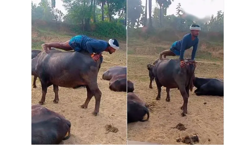Gym on the back of a buffalo...