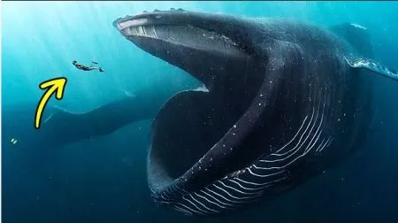 देवमाशाने गिळल्यावर कसे वाटते ? How does it feel to be swallowed by a fish?