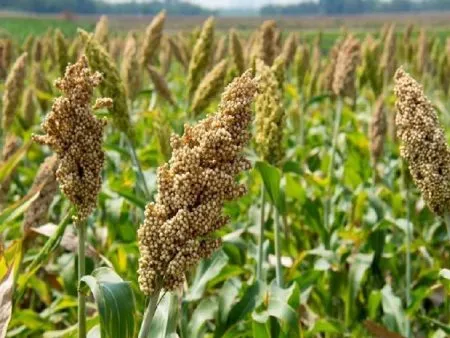 जिल्ह्यात 20,857 हेक्टरवर रब्बी पेरणी Rabi sowing on 20,857 hectares in the district