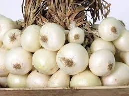 अलिबागचा पांढरा कांदा आला बाजारात Alibaug white onion hits the market