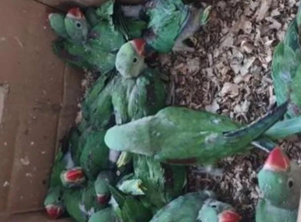 पहाडी पोपटांची तस्कारी, वनविभागाची मोठी कारवाई Parrot Smuggling Busted: Forest Department's Major Action