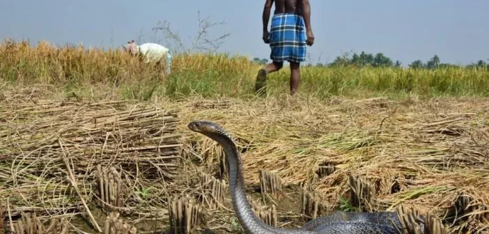 77 farmers died in two years