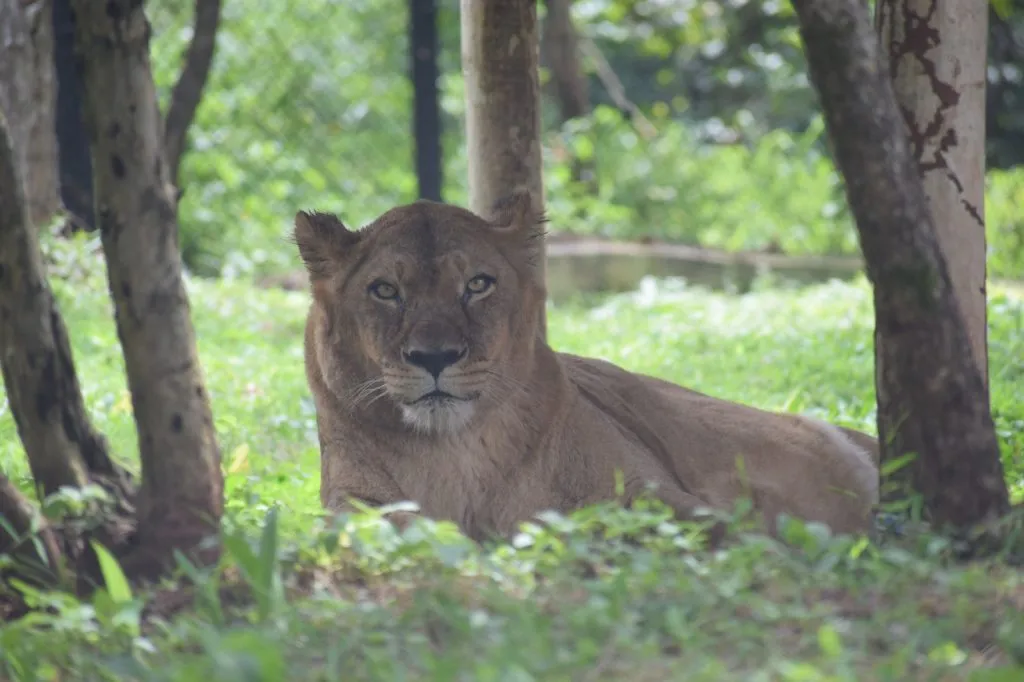 Lioness dies at Bhutramhatti Zoological Park