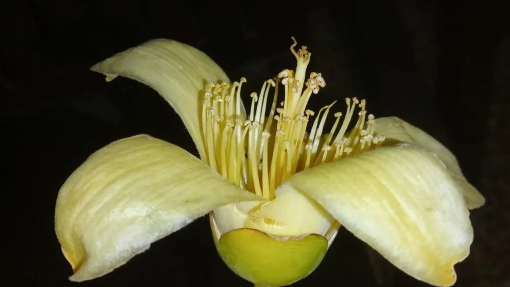 A rare yellow silk cotton tree found in Shahuwadi
