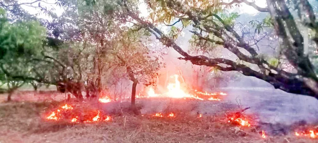 Cashew orchard near Basurte Phatya caught fire due to short circuit
