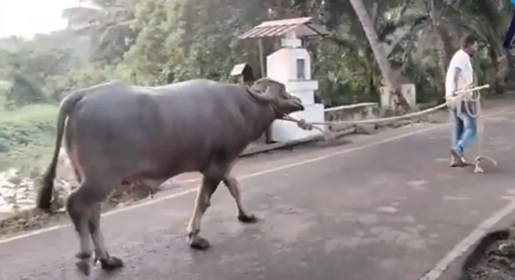 रेड्याच्या हल्ल्यात युवक जागीच ठार Youth killed on the spot in Redya attack