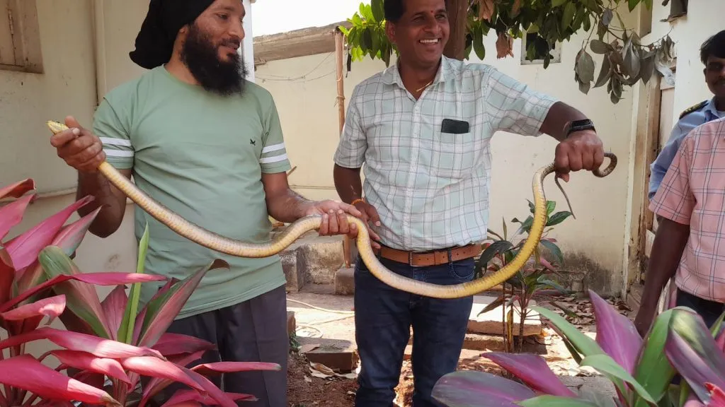 संगमेश्वरनगर येथील एलअँडटीच्या कार्यालयात सर्प Snakes at L&T office in Sangameshwarnagar