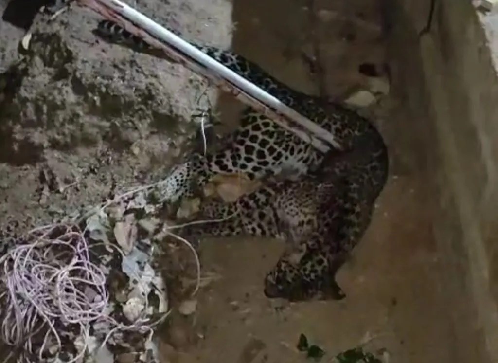 The attacking leopard was killed by the farmer
