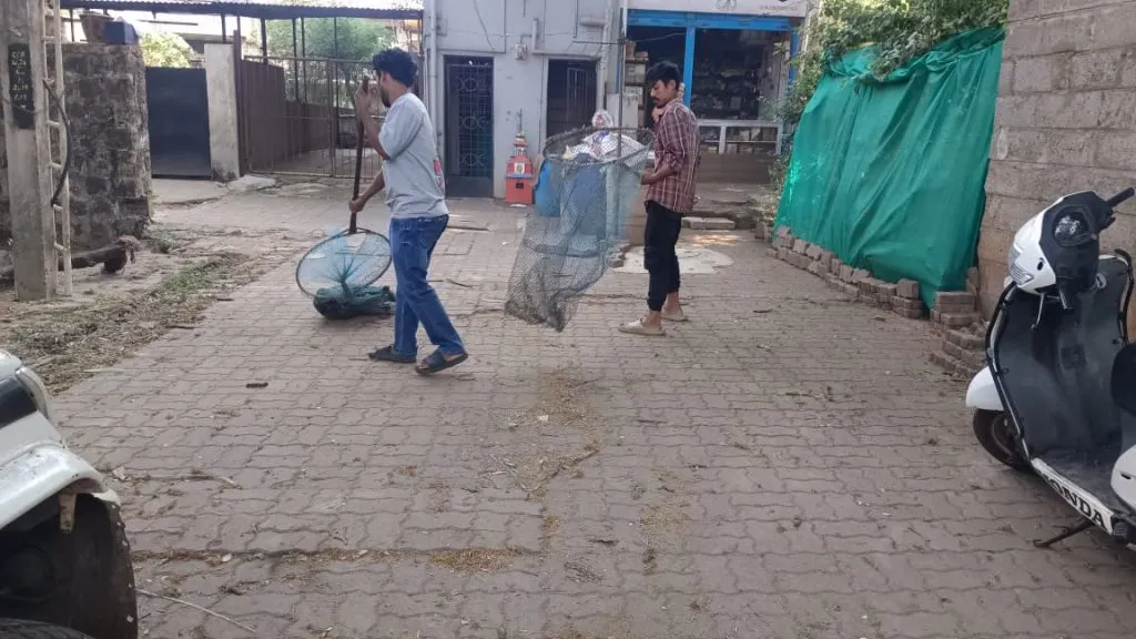 Thousands of stray animals, but only one animal inspector