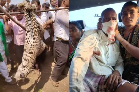 विजापूर जिल्ह्यात बिबट्या जेरबंद Leopard captured in Bijapur district
