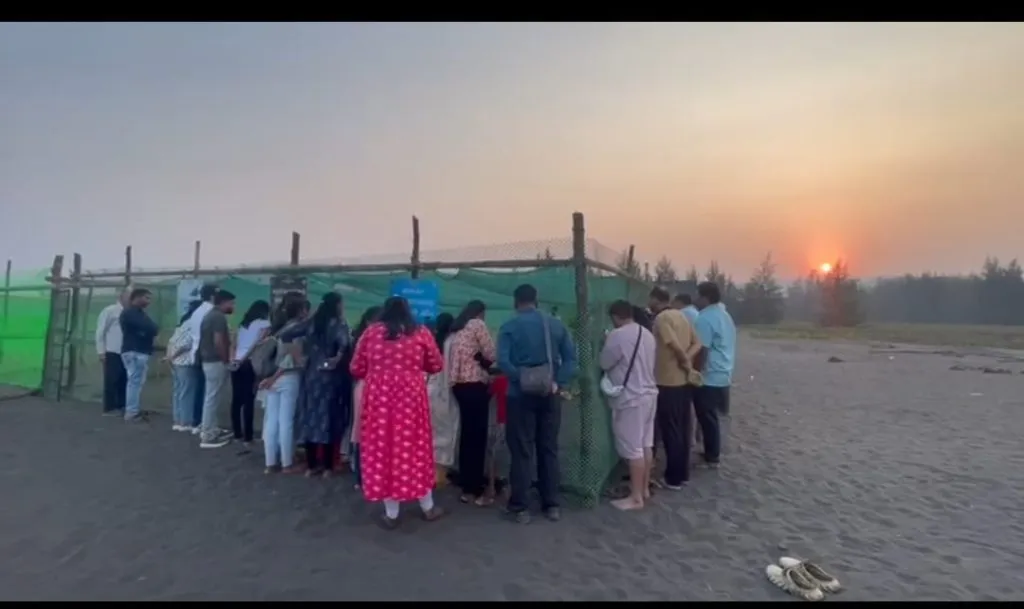 Turtle hatching event at Velas beach