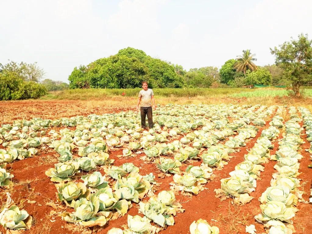Cabbage prices are too low, decision to release animals