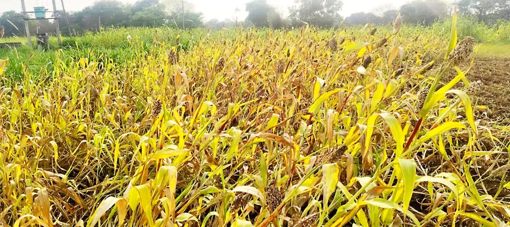 Damage to the jondhala crop due to unseasonal rains