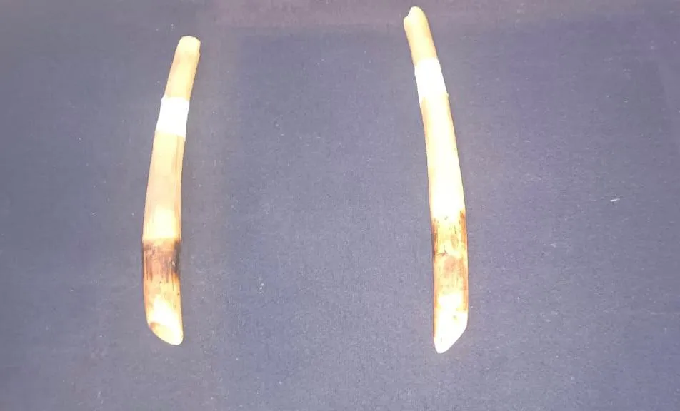 हस्तिदंत विक्रीचा प्रयत्न करणाऱ्या शिमोग्याच्या तरुणाला अटक Shimoga youth arrested for trying to sell ivory