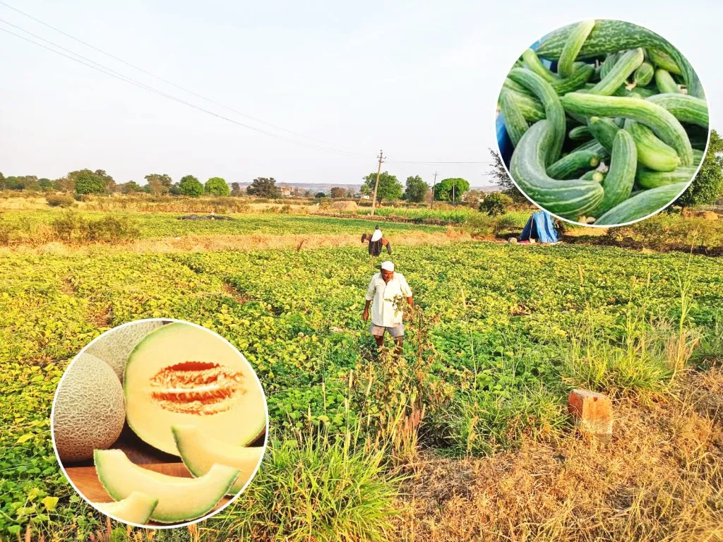 Watermelon-cucumber crop hit by weather