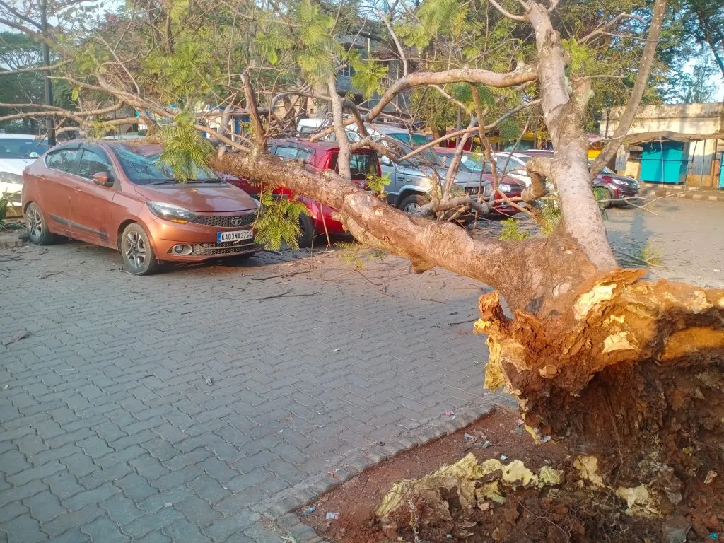Tree fell at court compound