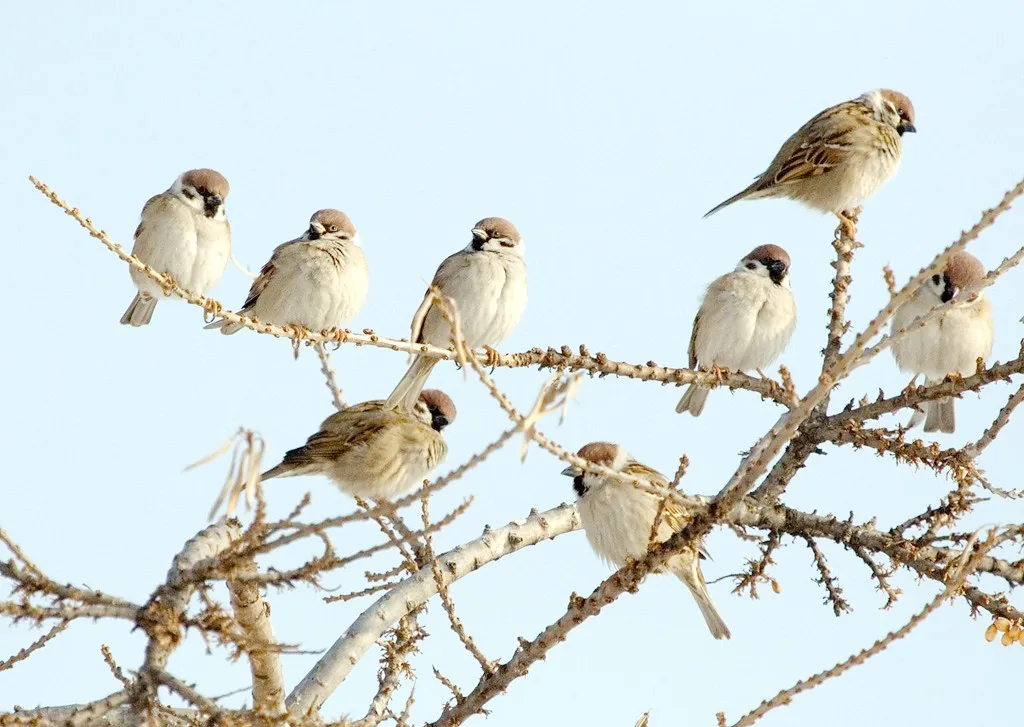Now a global movement to save sparrows