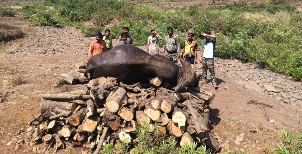 Bison dies after falling into a well in Puri