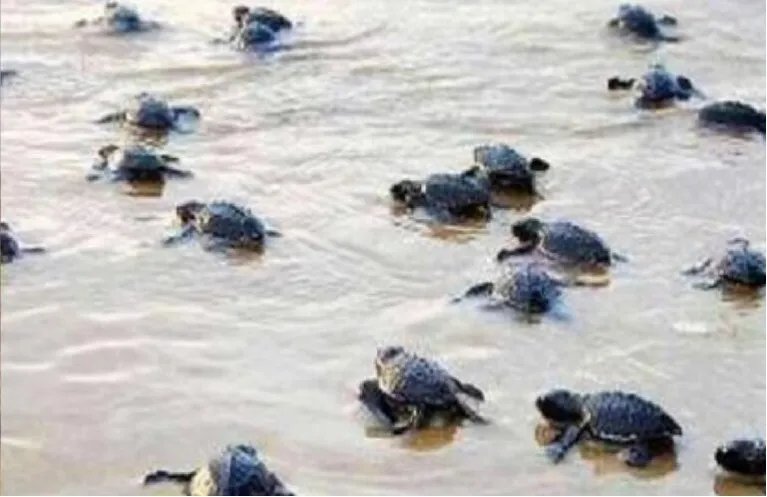 903 Turtle Hatchlings Released at Gavkhadi Beach