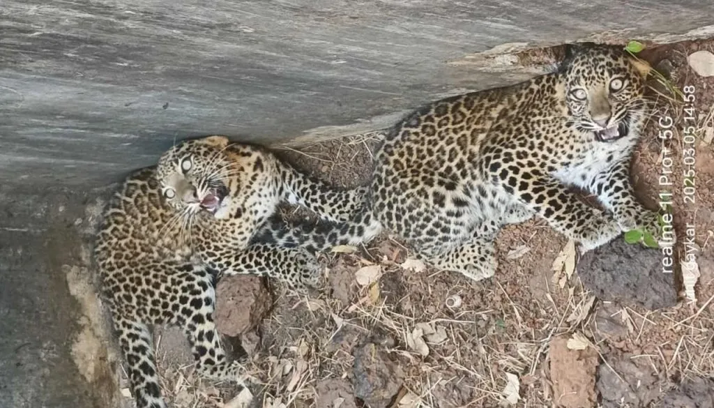 तुळसणीमध्ये हौदात आढळले दोन बछडे Two cubs found in a tank in Tulsani