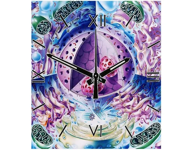 Humans are disrupting the biological clock of animals