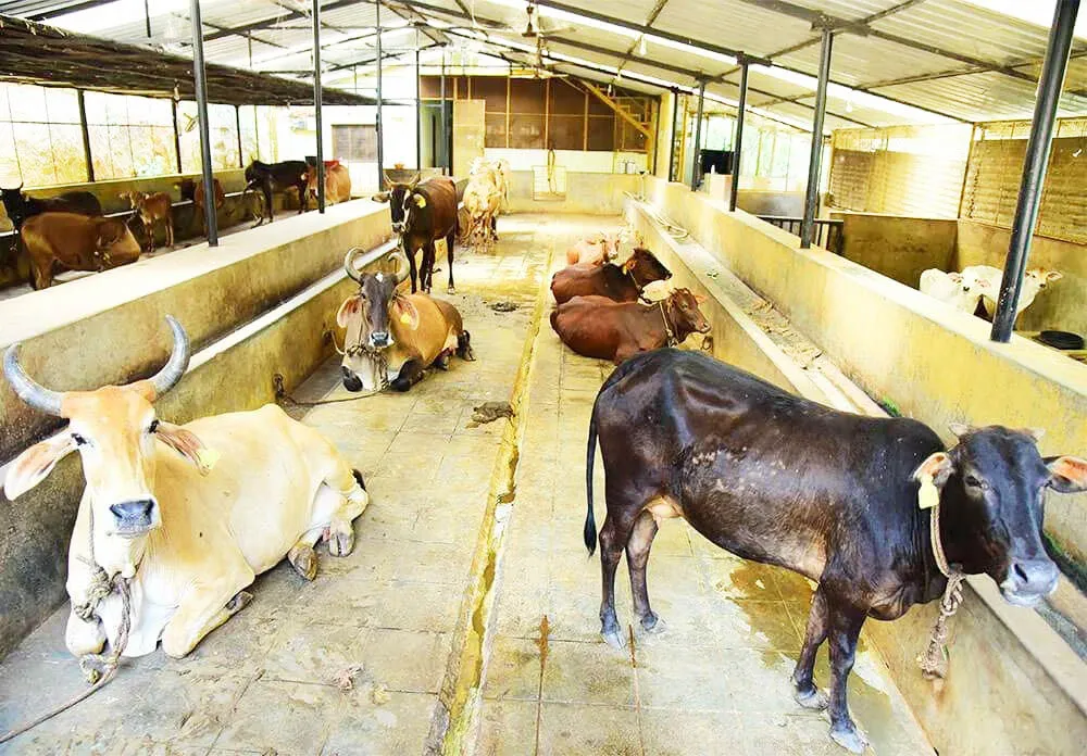 उष्माघातापासून जनावरांची काळजी घ्या Protect animals from heatstroke