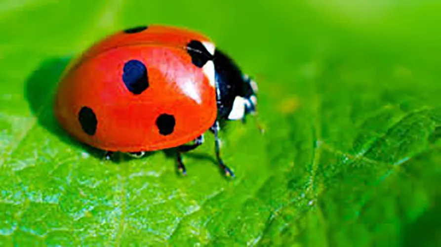 Ladybugs are considered good luck.