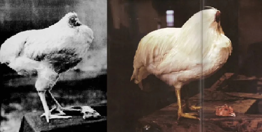 Living for eighteen months without a headscarf