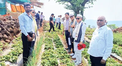 Nepal's representatives fascinated by Mahabaleshwar's strawberries