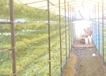 Cloudy weather; fear of raisins turning black